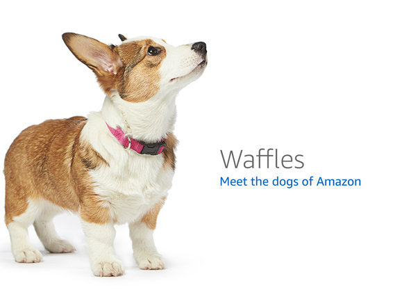 Meet the dogs of Amazon.